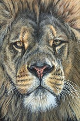 Lion's Gaze by Gina Hawkshaw - Original Painting on Box Canvas sized 20x30 inches. Available from Whitewall Galleries